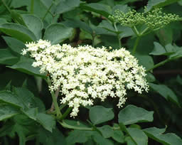 Pick elderflower heads in full bloom