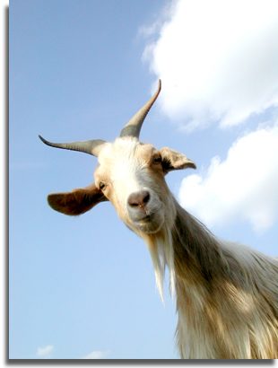 goat