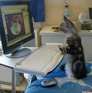 computer cat computer cat