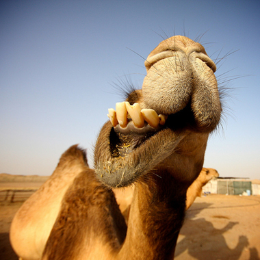 Dubai camel Dubai camel