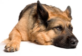 sad depressed dog