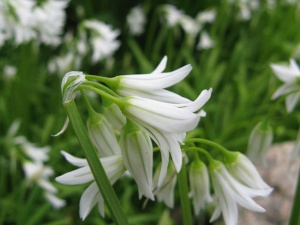 wild garlic three cornered leek wild garlic three cornered leek